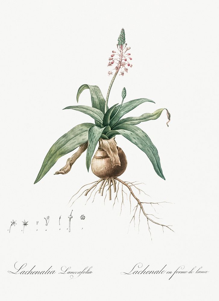 Lachenalia lanceaefolia illustration from Les liliac&eacute;es (1805) by Pierre-Joseph Redout&eacute;. Original from New…