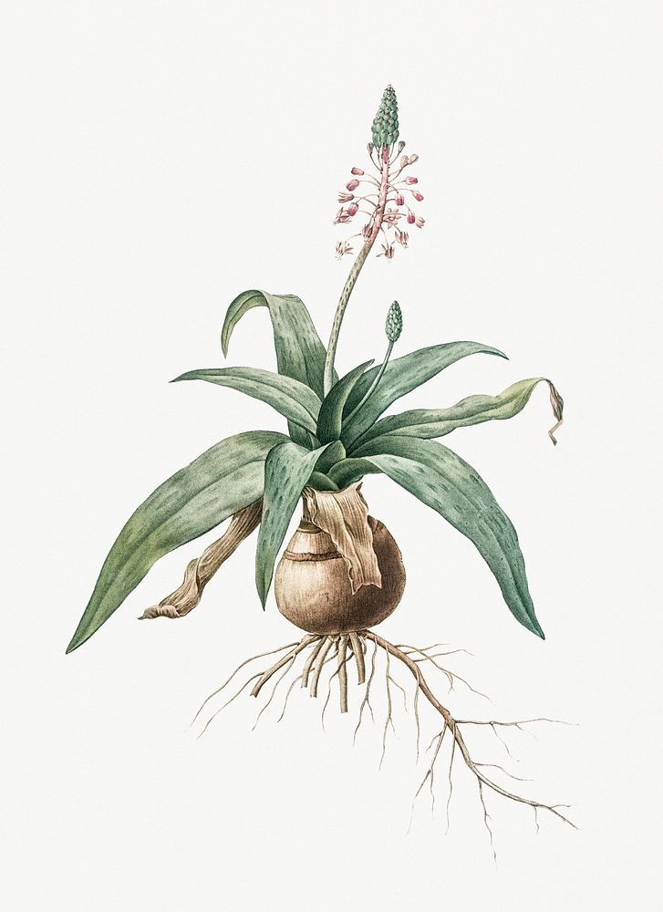 Vintage Illustration of Lachenalia lanceaefolia