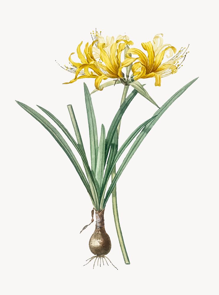 Vintage Illustration of Golden Hurricane Lily