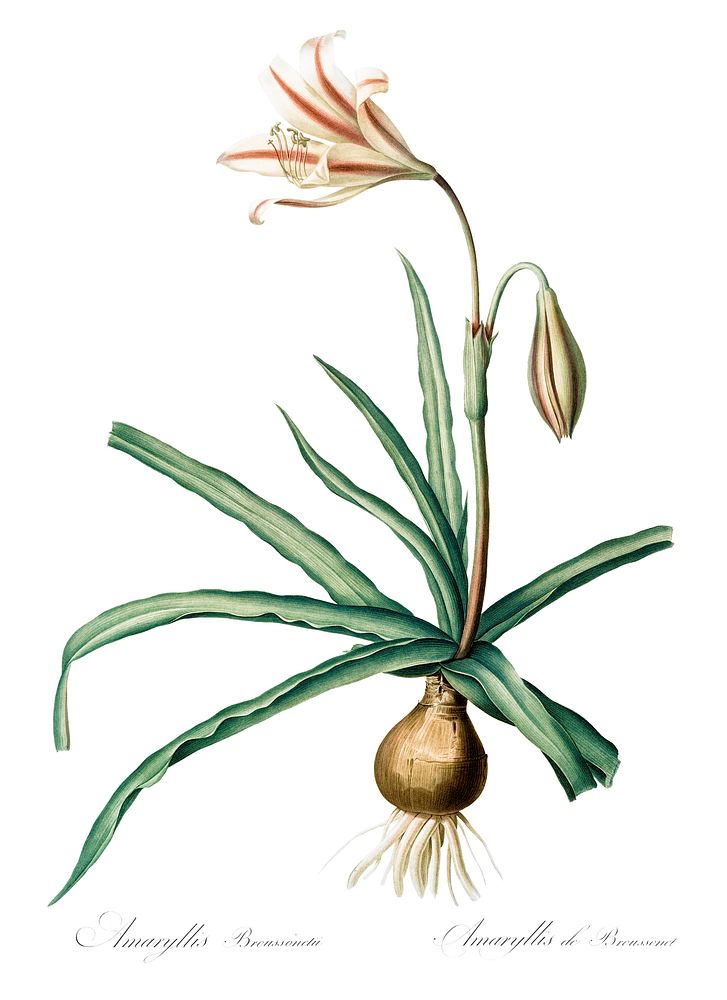 Amaryllis Broussonetii illustration from Les liliac&eacute;es (1805) by Pierre-Joseph Redout&eacute;. Original from New York…