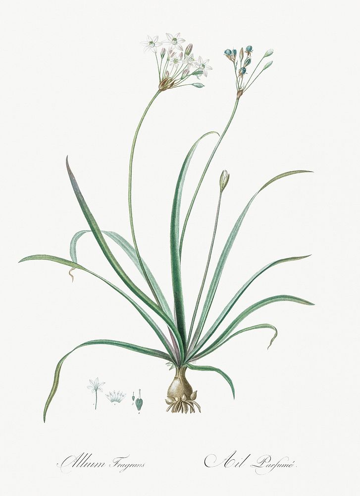 Allium fragrans illustration from Les liliac&eacute;es (1805) by Pierre-Joseph Redout&eacute;. Original from New York Public…