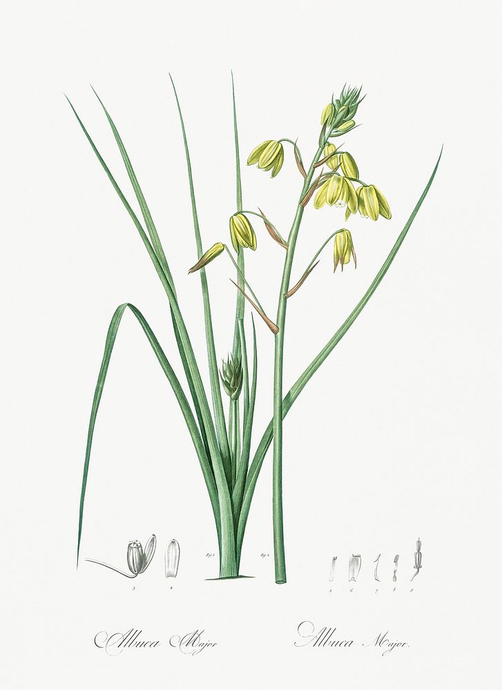 Slime Lily illustration from Les liliac&eacute;es (1805) by Pierre-Joseph Redout&eacute;. Original from New York Public…