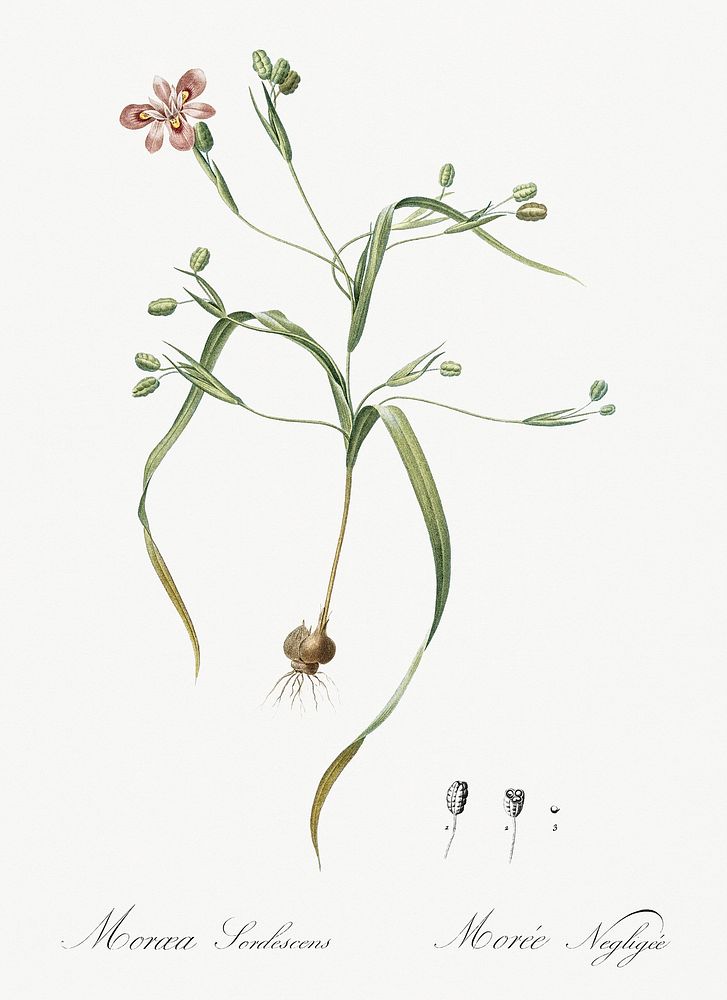 Moraea sordescens illustration from Les liliac&eacute;es (1805) by Pierre-Joseph Redout&eacute;. Original from New York…