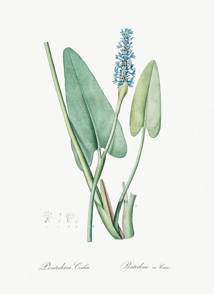 Pickerelweed illustration from Les liliac&eacute;es (1805) by Pierre-Joseph Redout&eacute;. Original from New York Public…