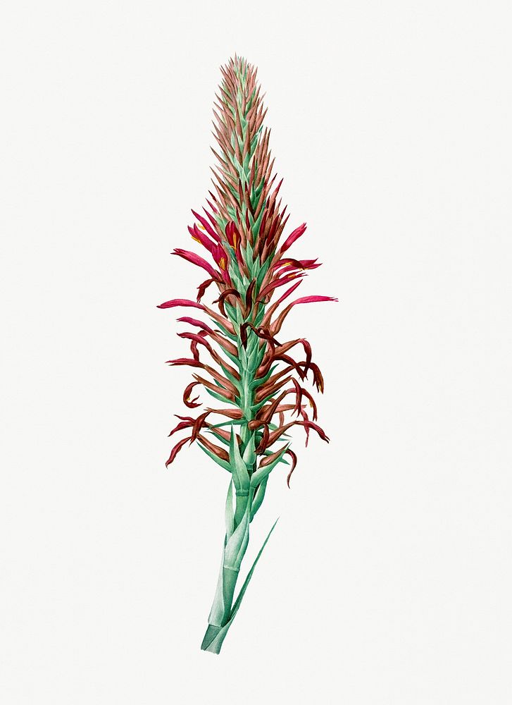 Vintage Illustration of Pitcairnia latifolia