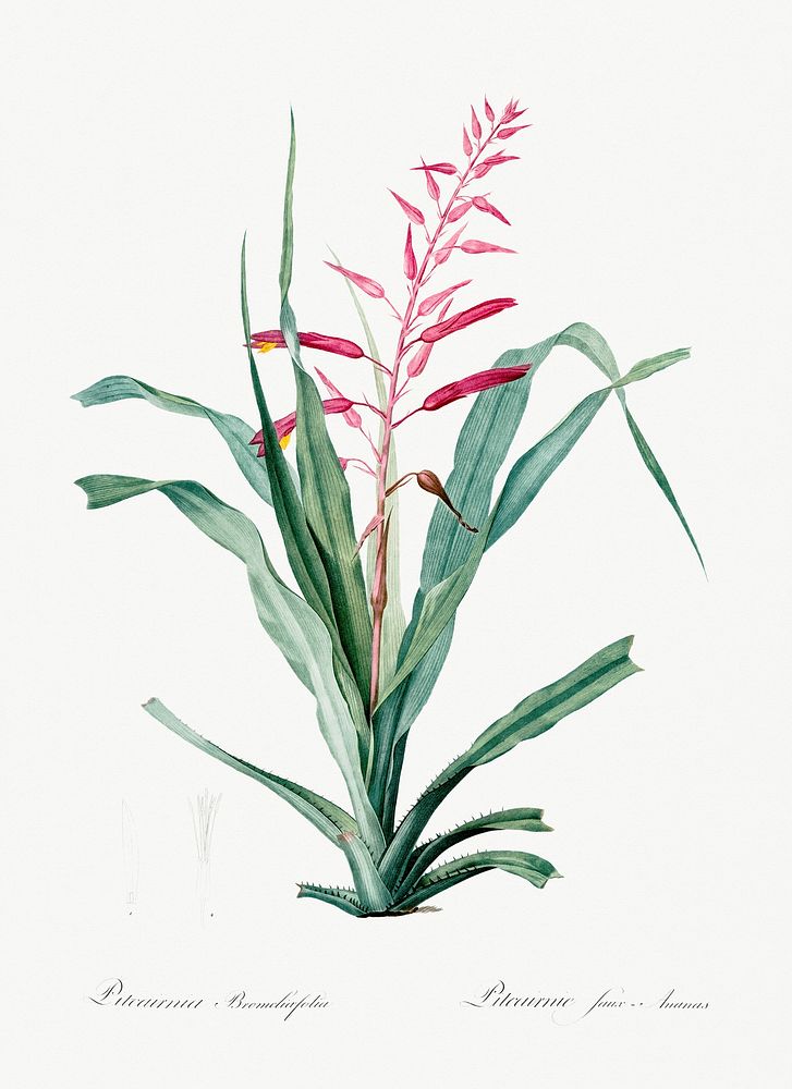 Pitcairnia bromeliaefolia illustration from Les liliac&eacute;es (1805) by Pierre-Joseph Redout&eacute;. Original from New…