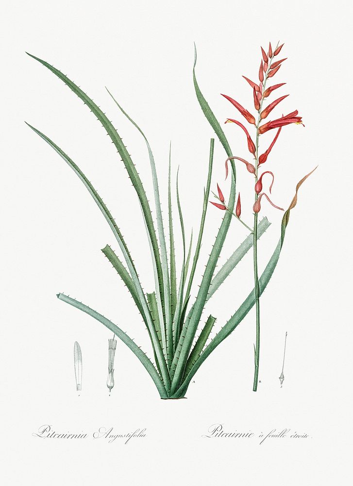 Pitcairnia angustifolia illustration from Les liliac&eacute;es (1805) by Pierre-Joseph Redout&eacute;. Original from New…