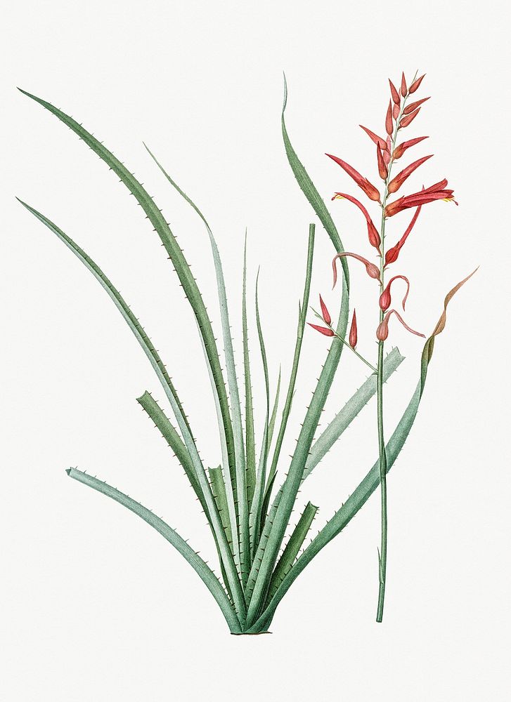 Vintage Illustration of Pitcairnia angustifolia