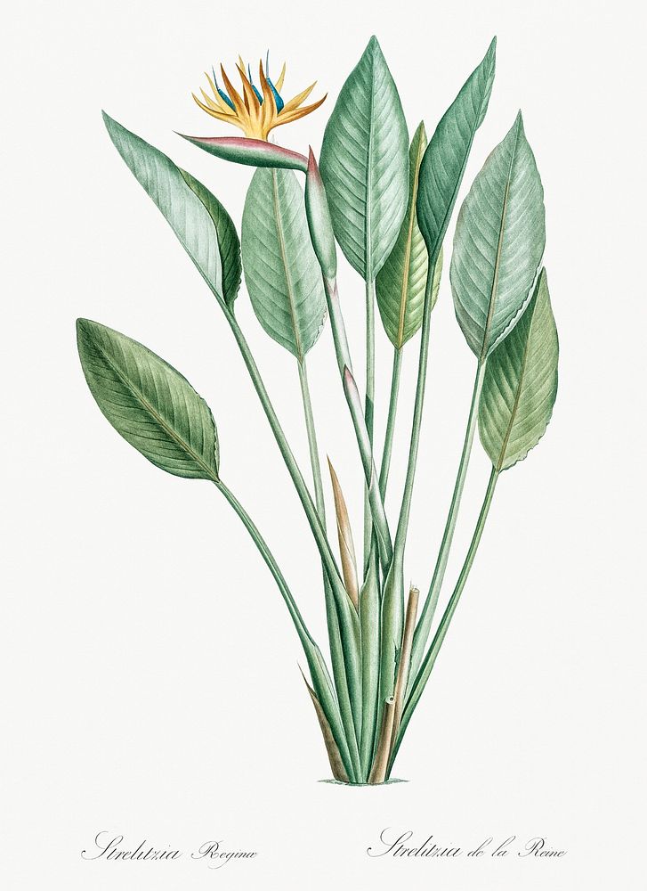 Bird of paradise illustration from Les liliac&eacute;es (1805) by Pierre-Joseph Redout&eacute;. Original from New York…