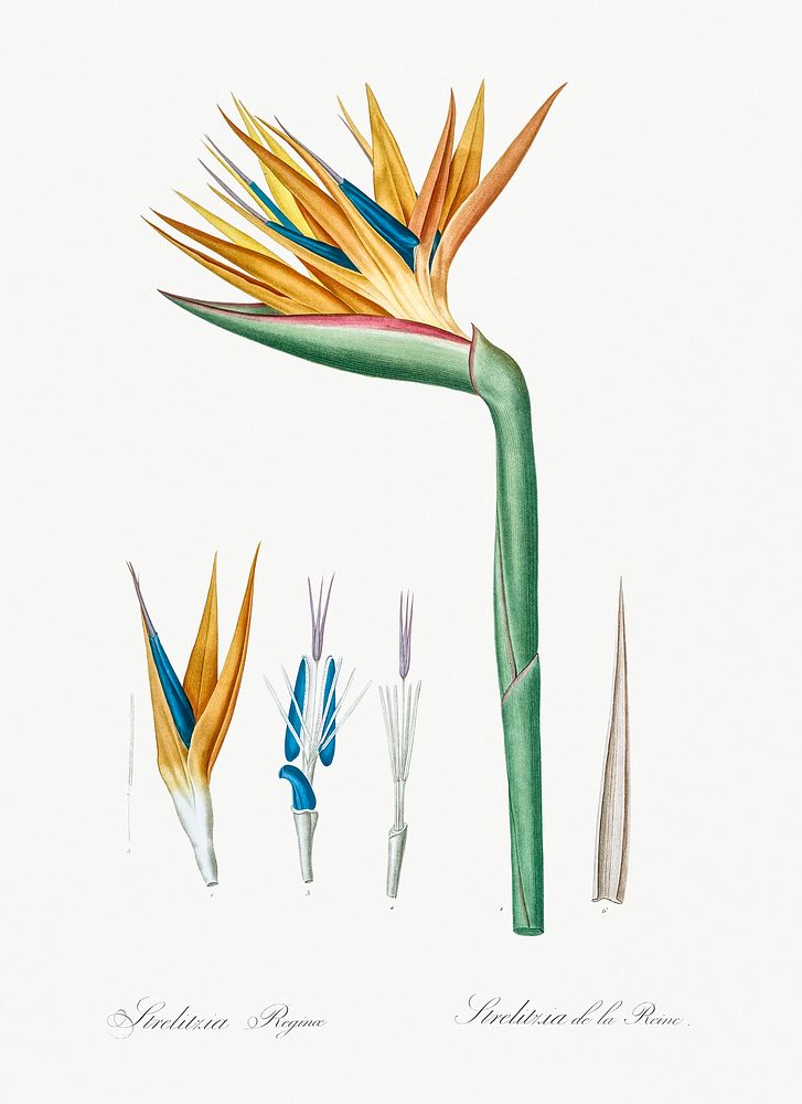 Bird of paradise illustration from Les liliac&eacute;es (1805) by Pierre-Joseph Redout&eacute;. Original from New York…