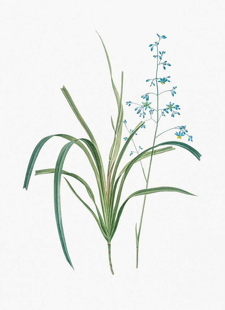 Vintage Illustration of Blueberry lily