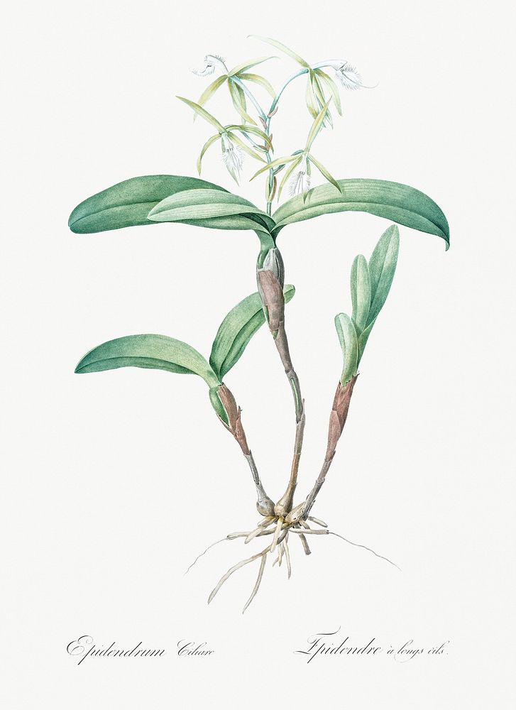 Fringed Star Orchid illustration from Les liliac&eacute;es (1805) by Pierre-Joseph Redout&eacute;. Original from New York…