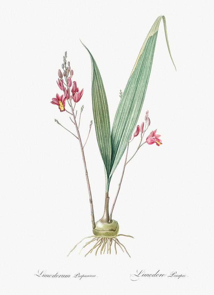Pine pink illustration from Les liliac&eacute;es (1805) by Pierre-Joseph Redout&eacute;. Original from New York Public…