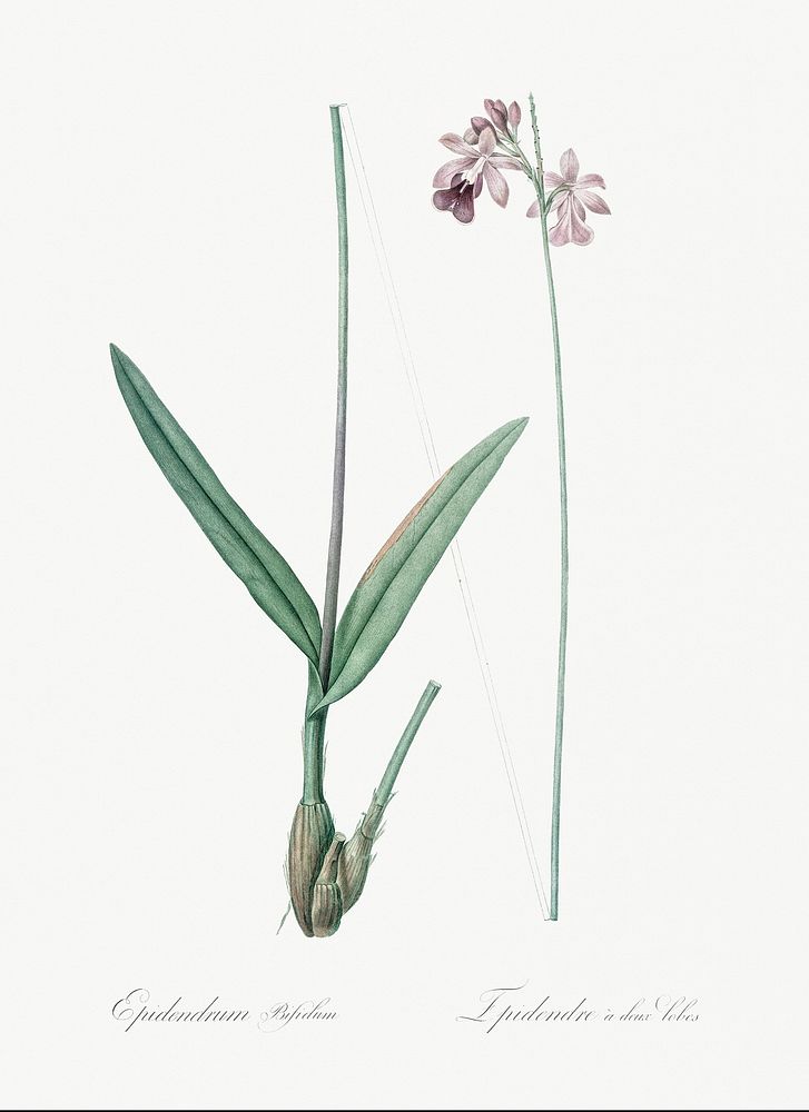 Epidendrum bifidum illustration from Les liliac&eacute;es (1805) by Pierre-Joseph Redout&eacute;. Original from New York…
