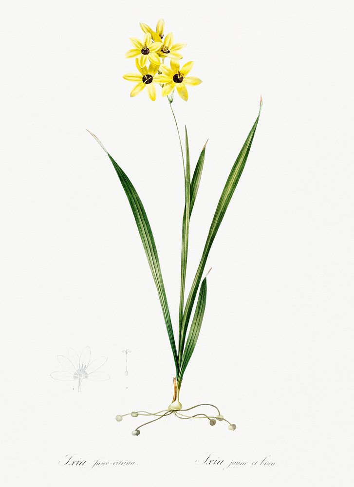 Ixia fusco citrina illustration from Les liliac&eacute;es (1805) by Pierre-Joseph Redout&eacute;. Original from New York…