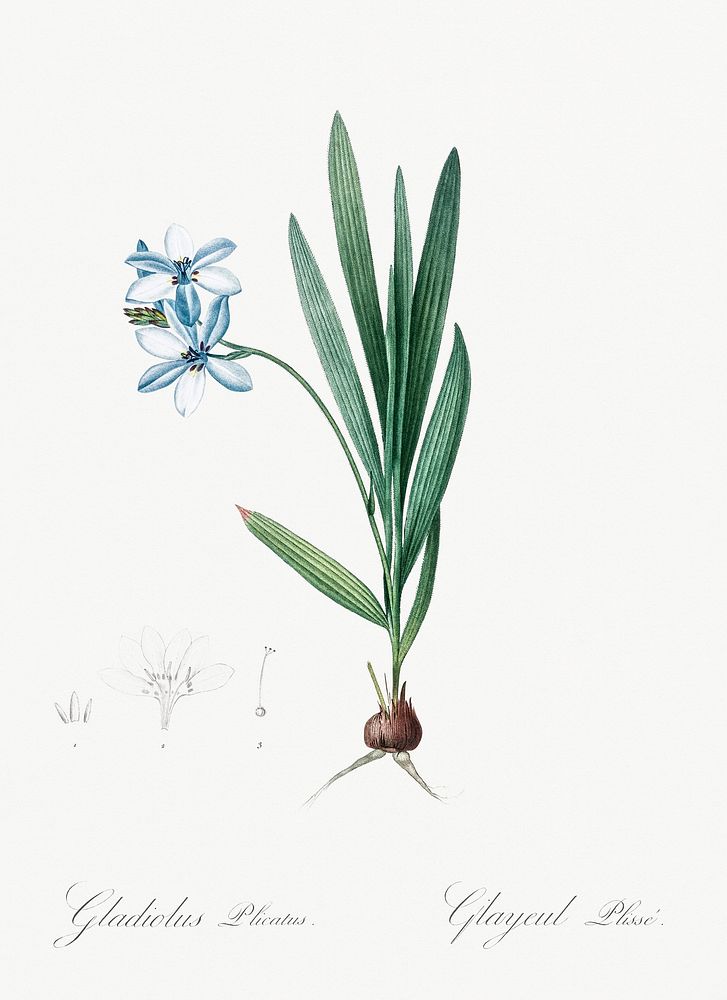 Gladiolus plicatus illustration from Les liliac&eacute;es (1805) by Pierre-Joseph Redout&eacute;. Original from New York…