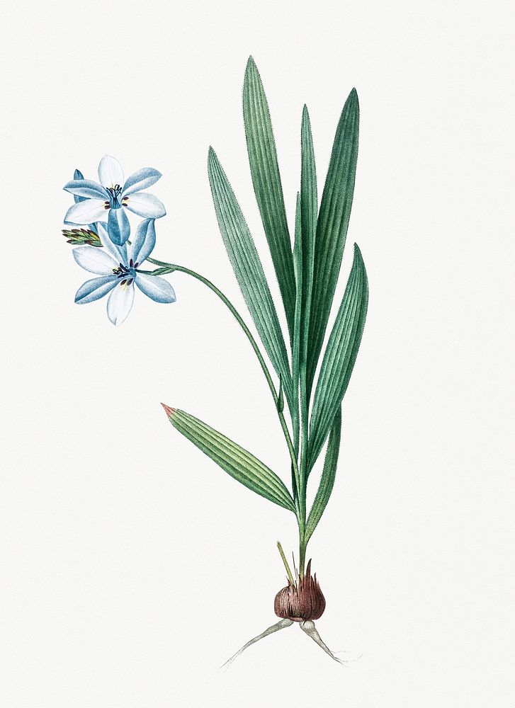Vintage Illustration of Gladiolus plicatus