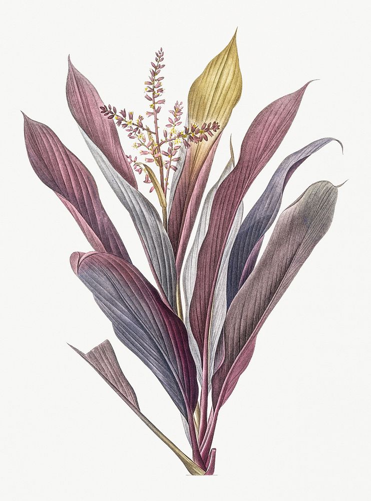 Vintage Illustration of Cordyline fruticosa