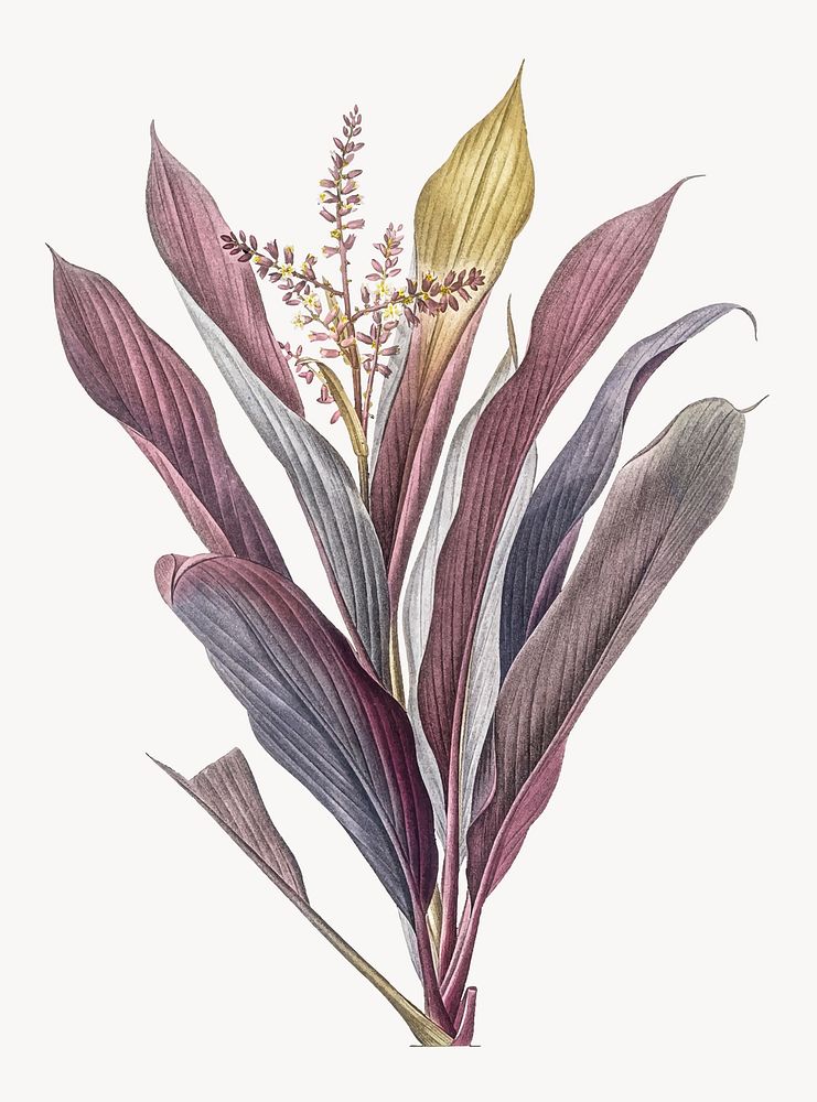 Vintage Illustration of Cordyline fruticosa