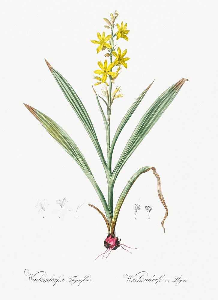 Wachendorfia thyrsiflora illustration from Les liliac&eacute;es (1805) by Pierre-Joseph Redout&eacute;. Original from New…