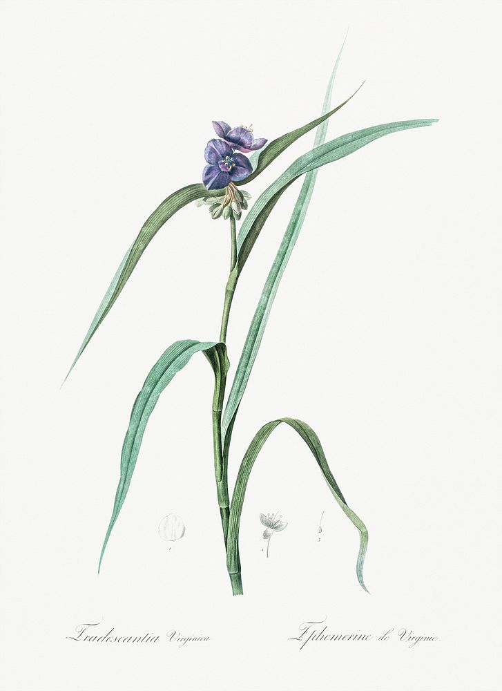Virginia spiderwort illustration from Les liliac&eacute;es (1805) by Pierre-Joseph Redout&eacute;. Original from New York…