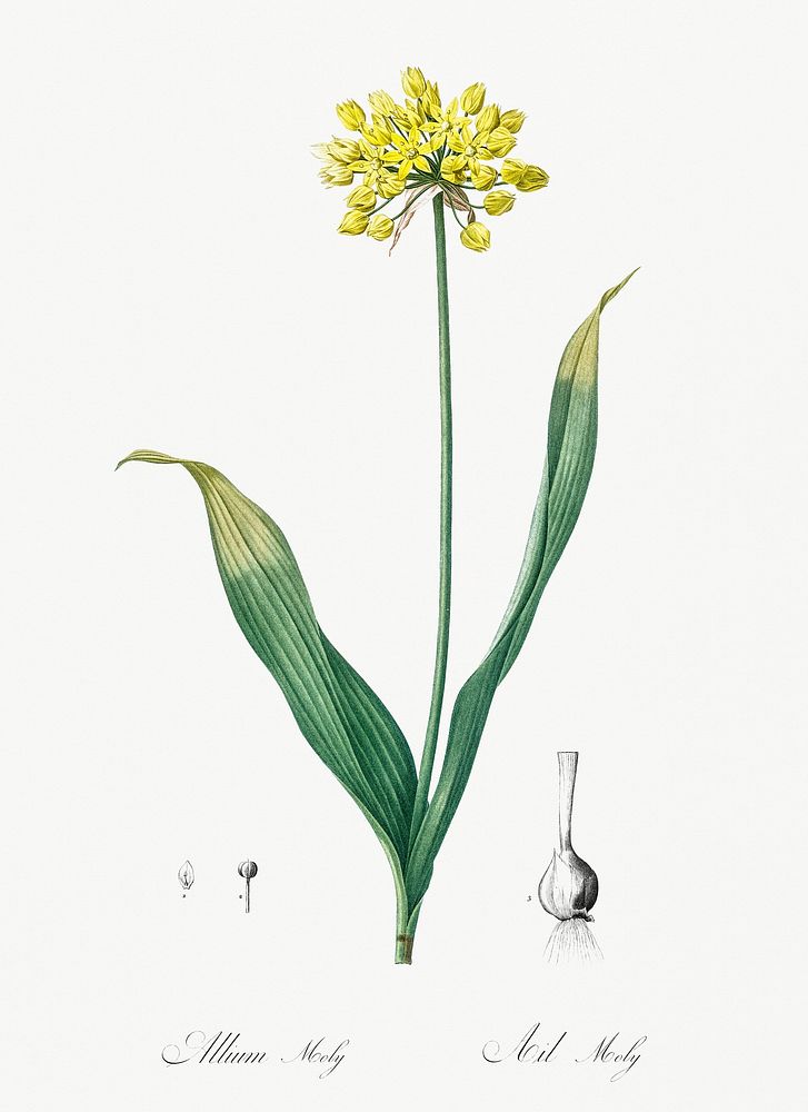 Golden garlic illustration from Les liliac&eacute;es (1805) by Pierre-Joseph Redout&eacute;. Original from New York Public…
