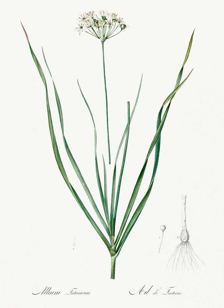 Allium tartaricum illustration from Les liliac&eacute;es (1805) by Pierre-Joseph Redout&eacute;. Original from New York…