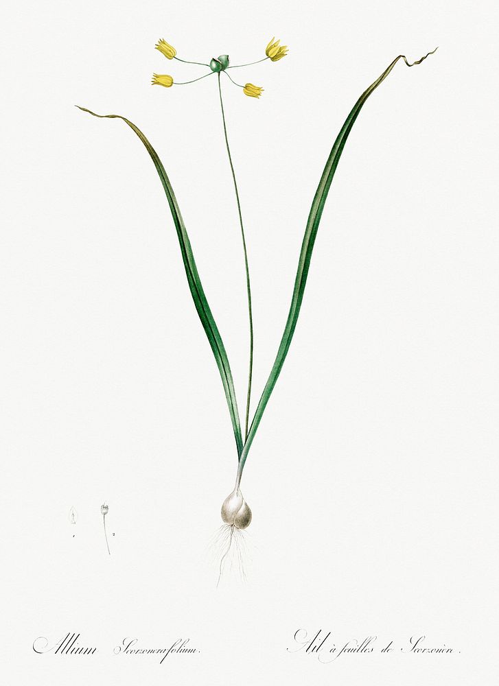 Allium scorzonera folium illustration from Les liliac&eacute;es (1805) by Pierre-Joseph Redout&eacute;. Original from New…
