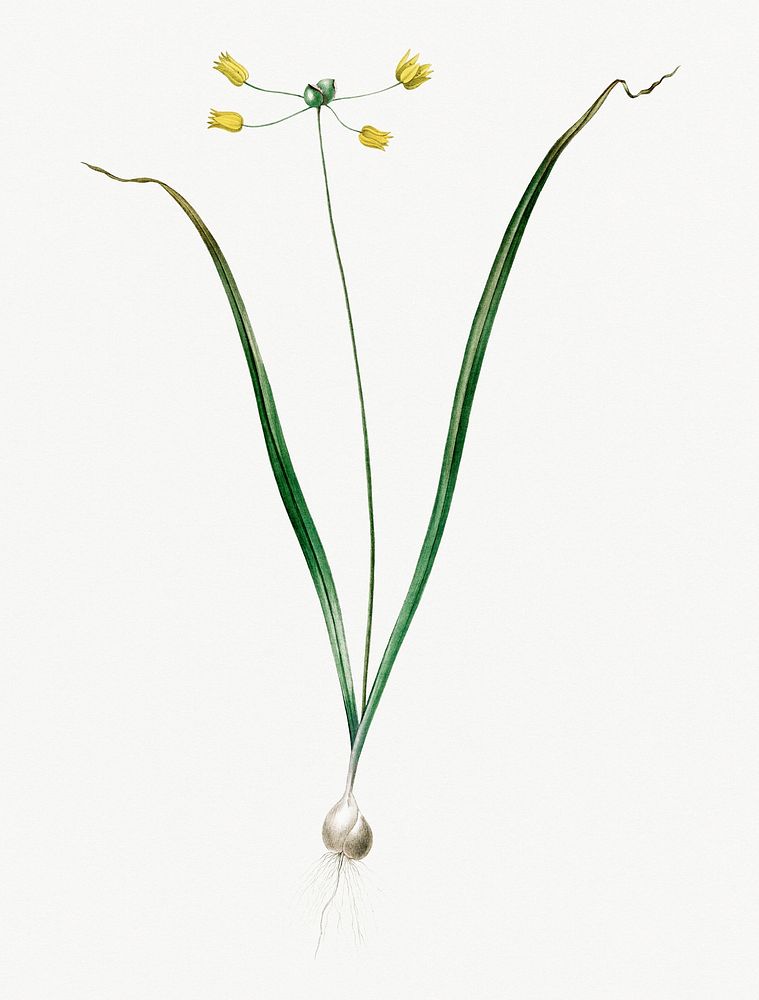 Vintage Illustration of Allium scorzonera folium