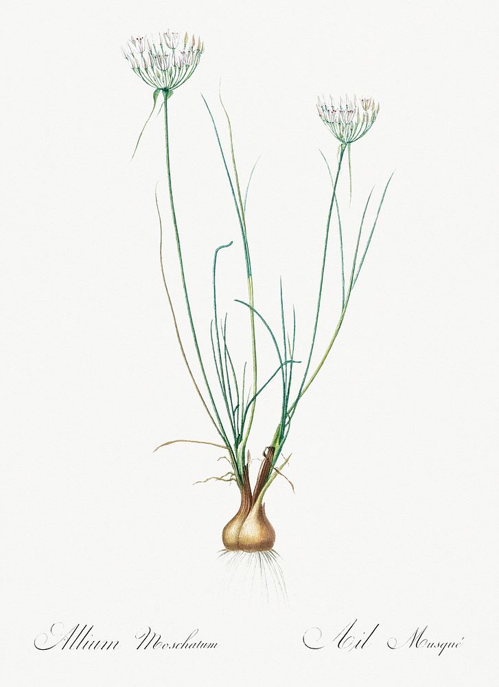 Allium moschatum illustration from Les liliac&eacute;es (1805) by Pierre-Joseph Redout&eacute;. Original from New York…