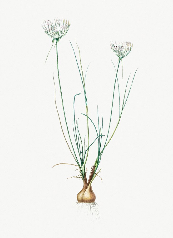 Vintage Illustration of Allium moschatum