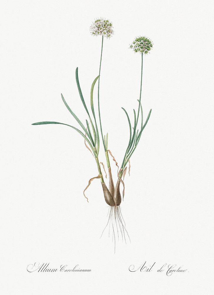 Allium carolinianum illustration from Les liliac&eacute;es (1805) by Pierre-Joseph Redout&eacute;. Original from New York…