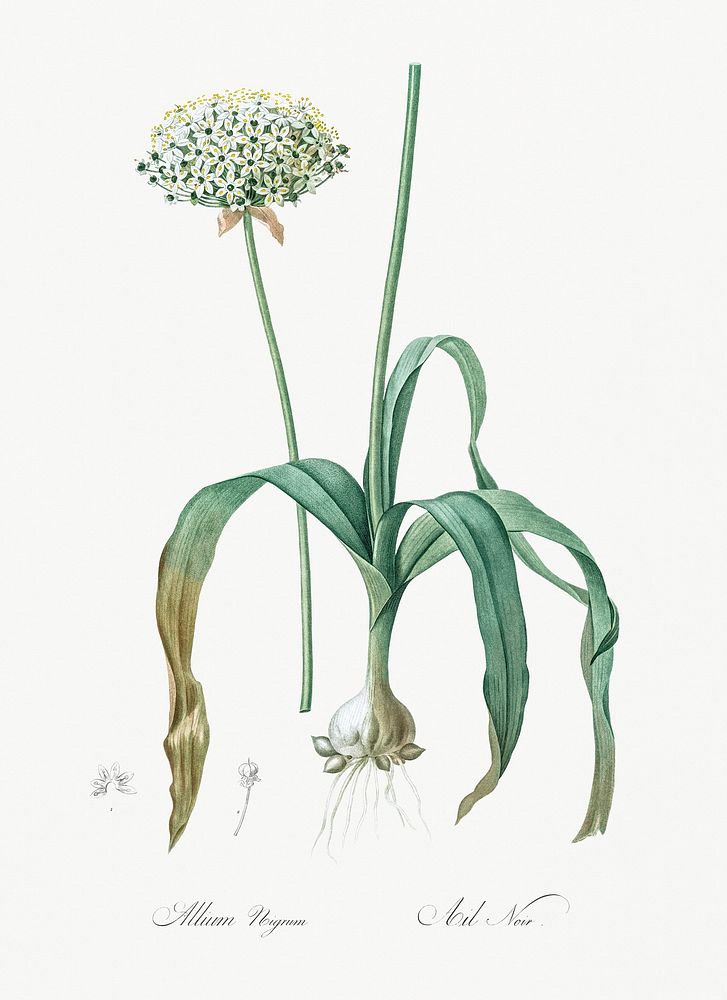 Black garlic illustration from Les liliac&eacute;es (1805) by Pierre-Joseph Redout&eacute;. Original from New York Public…
