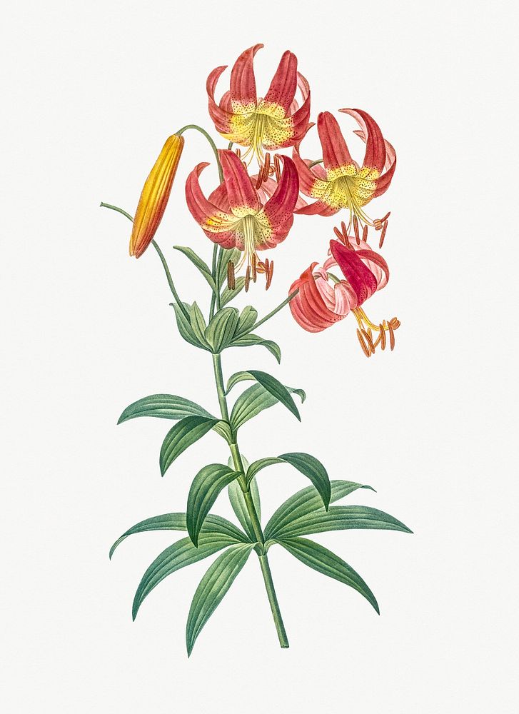Vintage Illustration of Turban lily