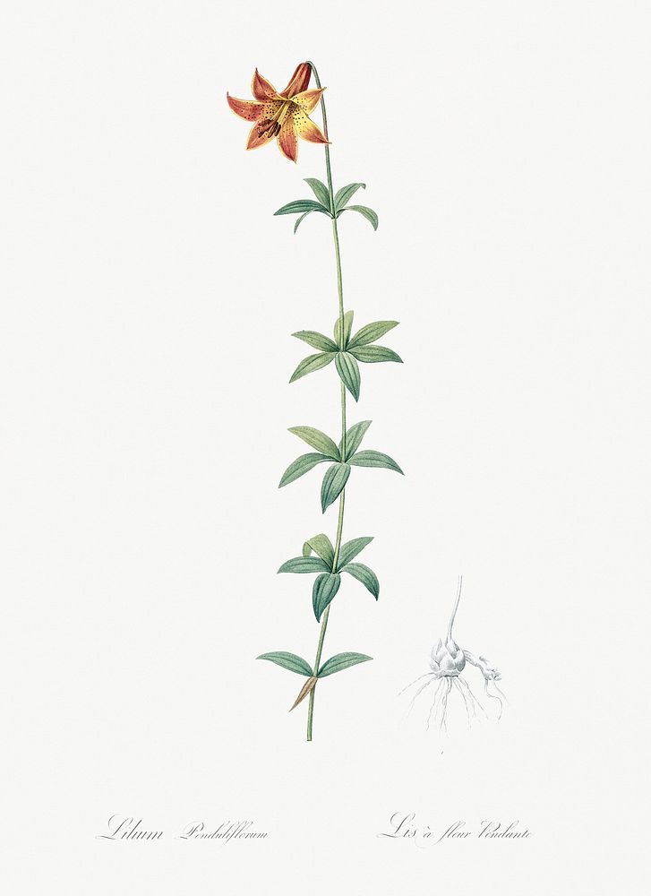 Lilium penduliflorum illustration from Les liliac&eacute;es (1805) by Pierre-Joseph Redout&eacute;. Original from New York…