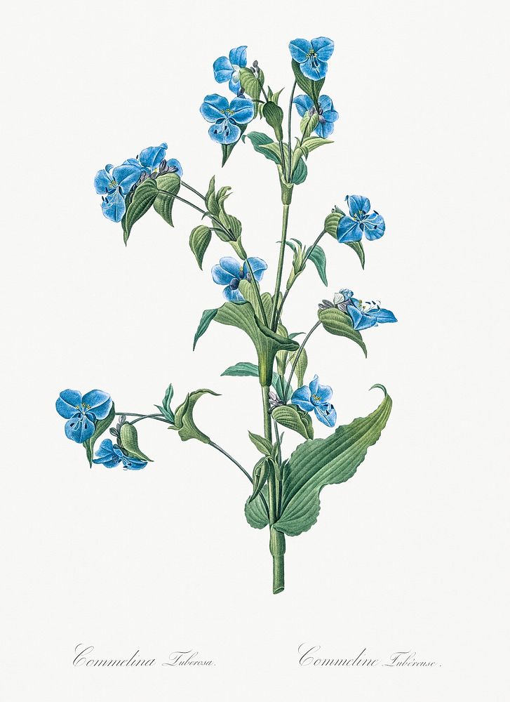 Commelina tuberosa illustration from Les liliac&eacute;es (1805) by Pierre-Joseph Redout&eacute;. Original from New York…