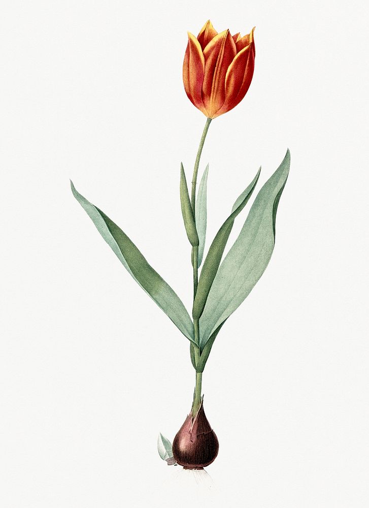 Vintage Illustration of Tulip | Premium PSD Illustration - rawpixel