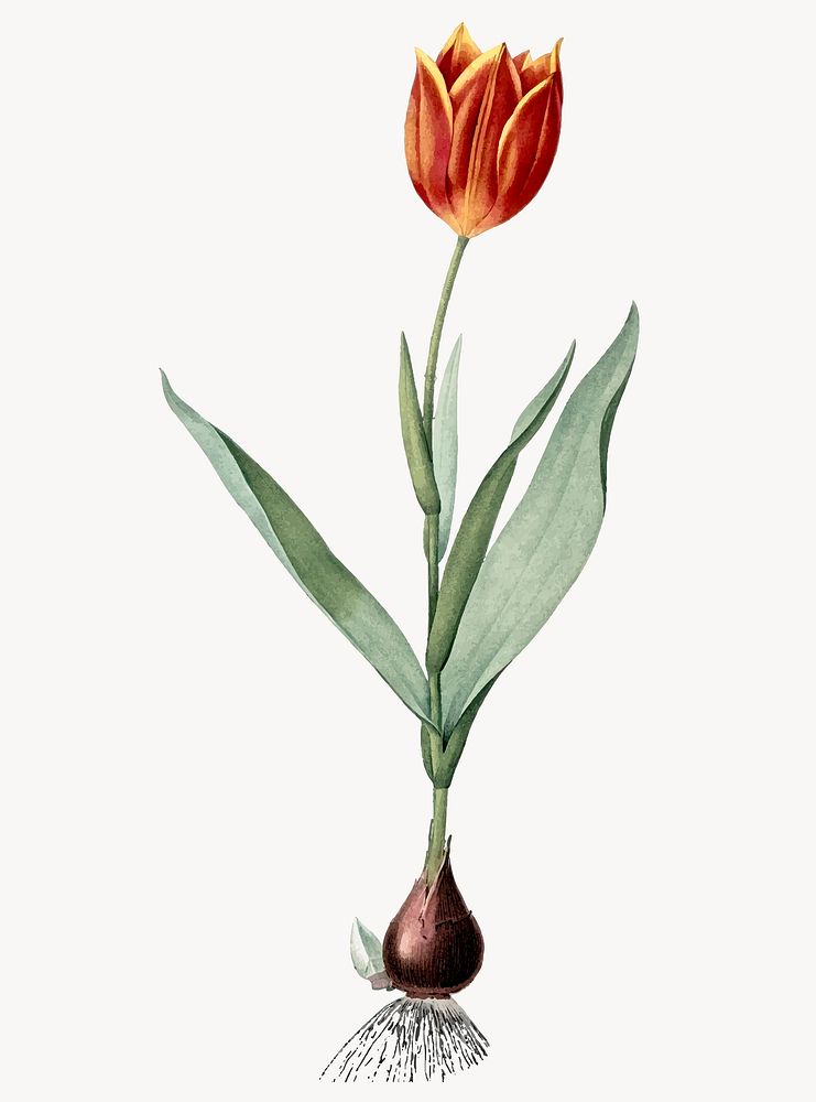Vintage Illustration of Tulip