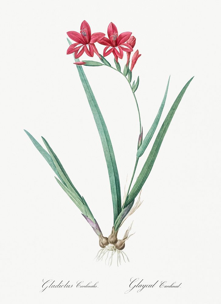 Gladiolus cardinalis illustration from Les liliac&eacute;es (1805) by Pierre-Joseph Redout&eacute;. Original from New York…