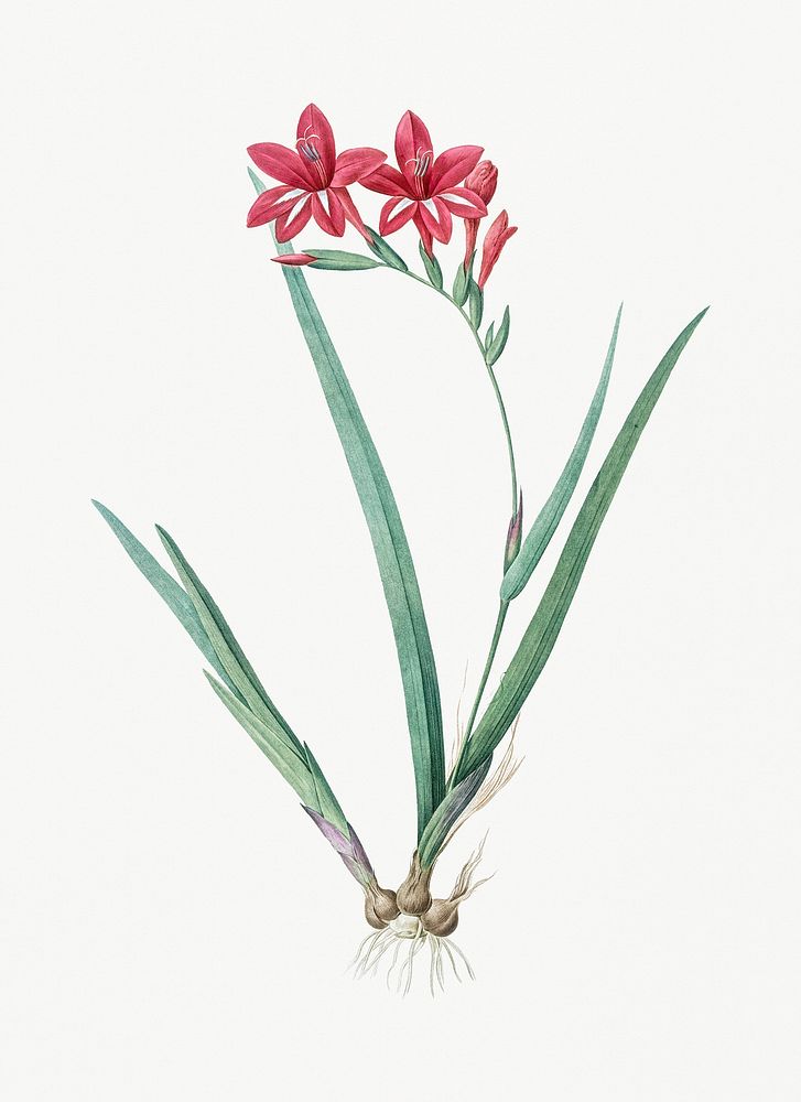 Vintage Illustration of Gladiolus cardinalis