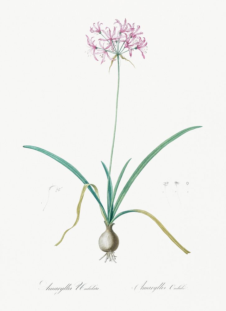 Amaryllis undulata illustration from Les liliac&eacute;es (1805) by Pierre-Joseph Redout&eacute;. Original from New York…