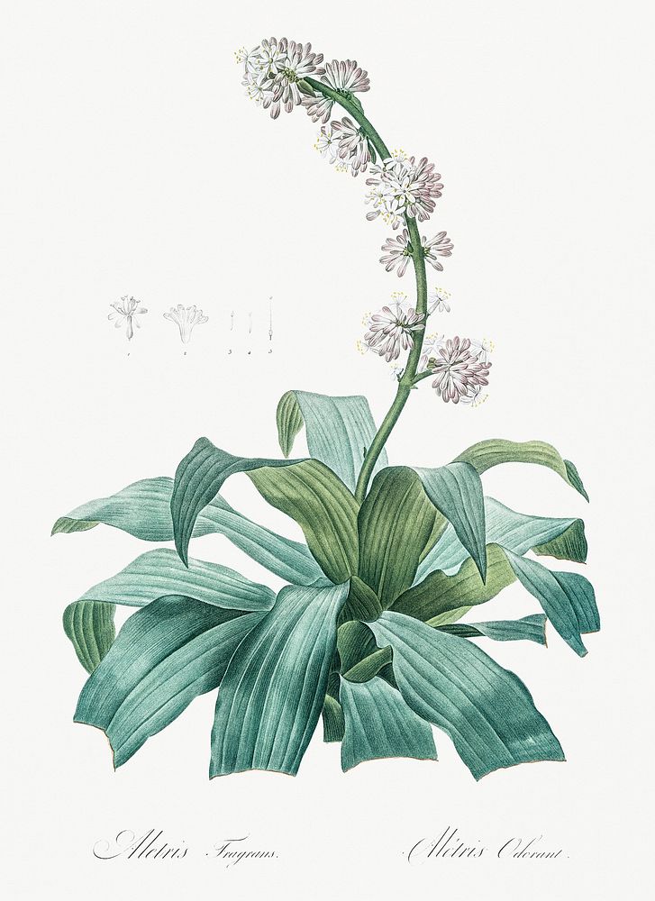 Aletris fragrans illustration from Les liliac&eacute;es (1805) by Pierre-Joseph Redout&eacute;. Original from New York…