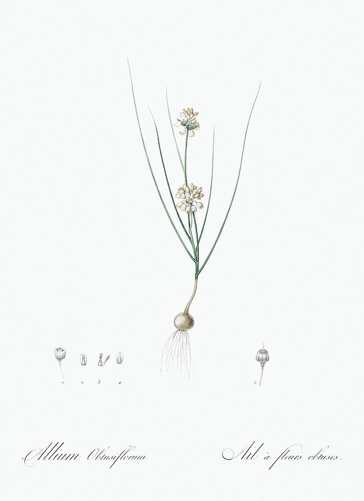 Allium obtusiflorum illustration from Les liliac&eacute;es (1805) by Pierre-Joseph Redout&eacute;. Original from New York…