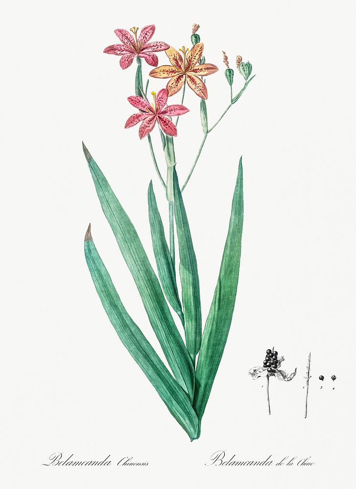 Blackberry Lily illustration from Les liliac&eacute;es (1805) by Pierre-Joseph Redout&eacute;. Original from New York Public…