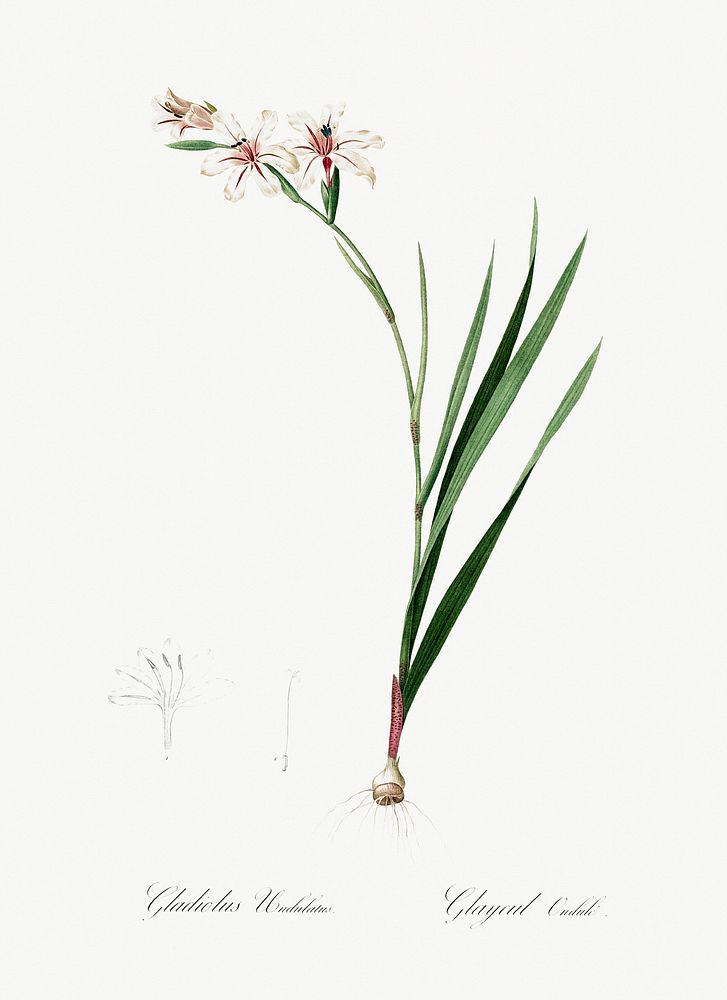 Gladiolus illustration from Les liliac&eacute;es (1805) by Pierre-Joseph Redout&eacute;. Original from New York Public…