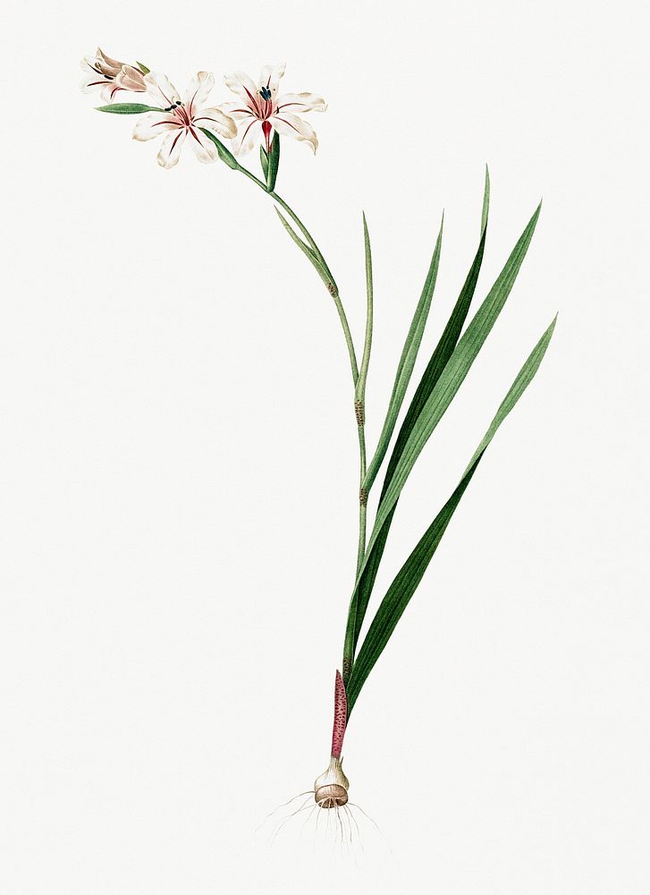Vintage Illustration of Gladiolus