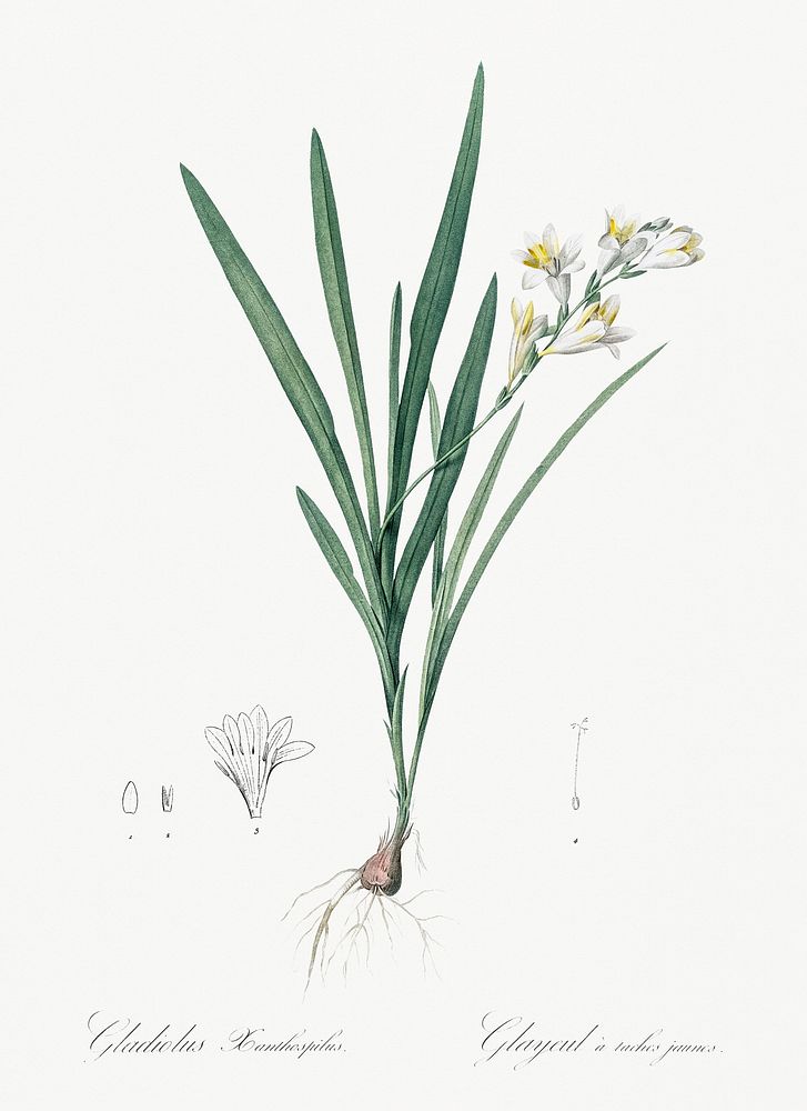 Gladiolus Xanthospilus illustration from Les liliac&eacute;es (1805) by Pierre-Joseph Redout&eacute;. Original from New York…