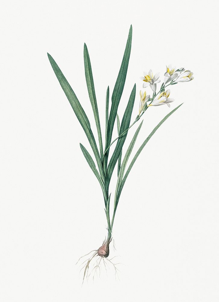 Vintage Illustration of Gladiolus Xanthospilus