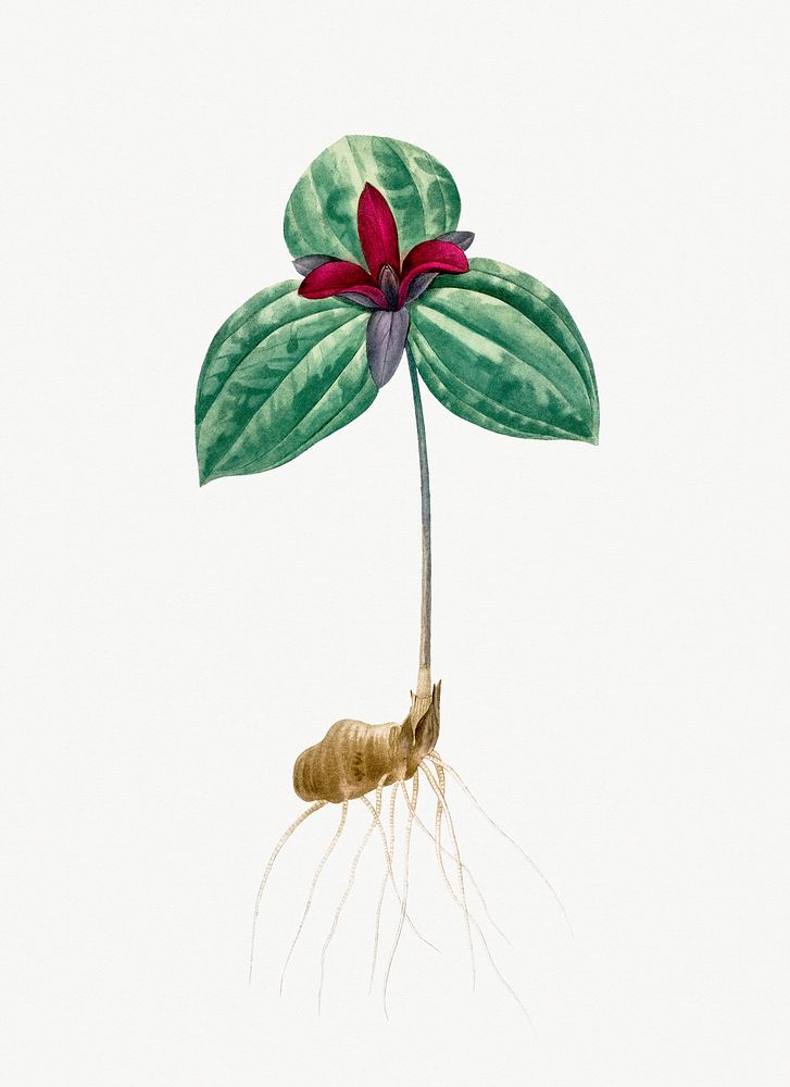Vintage Illustration of Tri flower (Trillium sessile)