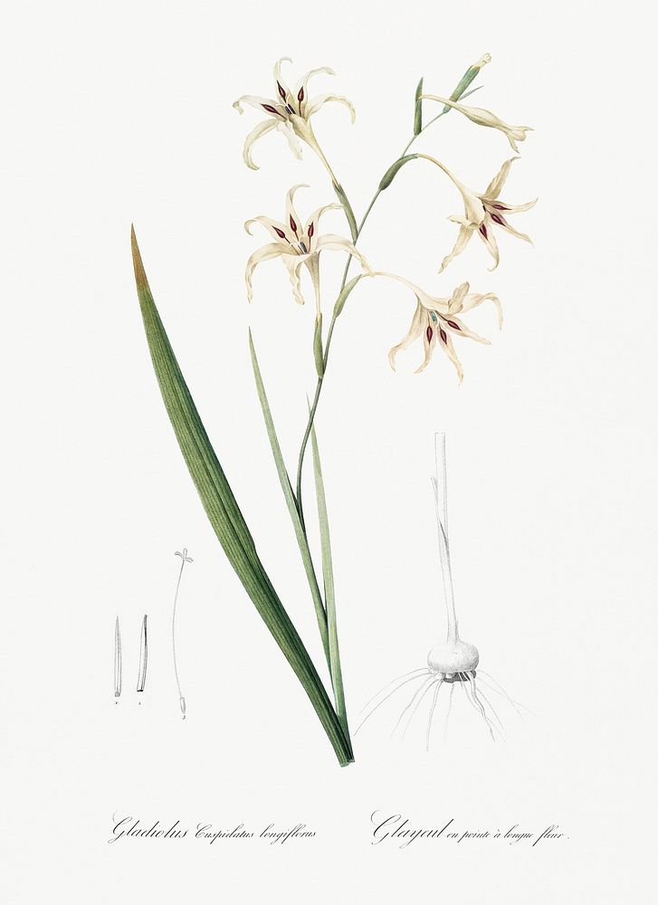 Gladiolus cuspidatus illustration from Les liliac&eacute;es (1805) by Pierre-Joseph Redout&eacute;. Original from New York…